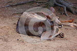 A wallaby is a small or middle-sized macropod