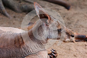 A wallaby is a small or middle-sized macropod