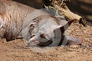 A wallaby is a small or middle-sized macropod