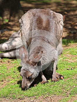 A wallaby is a small or middle-sized macropod