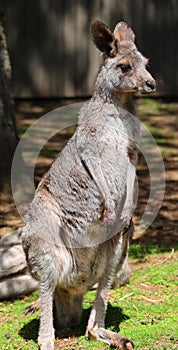 A wallaby is a small or middle-sized macropod