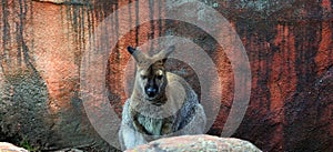 A wallaby is a small or middle-sized macropod native to Australia