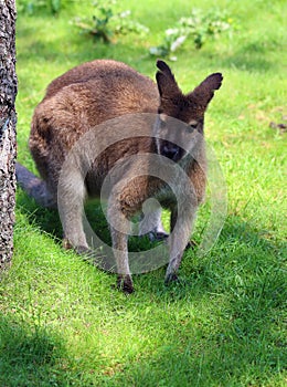 A wallaby is a small or middle-sized macropod native to Australia