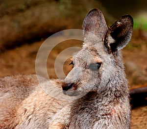 A wallaby is a small or middle-sized macropod native to Australia