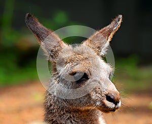 A wallaby is a small or middle-sized macropod native to Australia