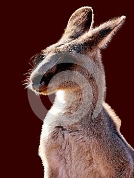 wallaby is a small or middle-sized macropod native to Australia