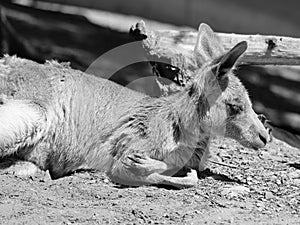 A wallaby is a small or middle-sized macropod photo