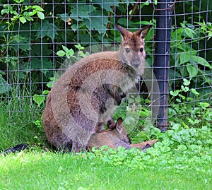 A wallaby is a small or middle-sized macropod native to Australia