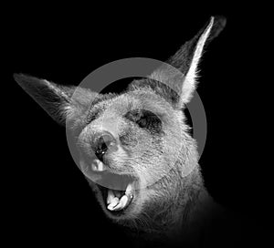 A wallaby is a small or middle-sized macropod native to Australia