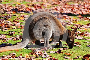 A wallaby is a small or middle-sized macropod native