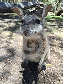 Wallaby spotted