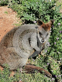 wallaby @ Taronga Western Plains Zoo Dubbo NSW