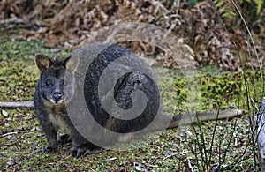 Wallaby or Tasmanian Pademelon. Cute animal