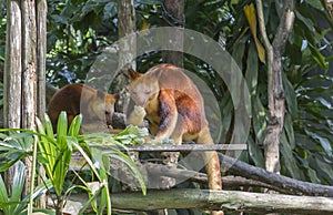 Wallaby, tree kangaroo.