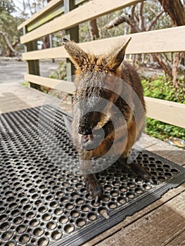 Wallaby @ walkabout wildlife park, Australia