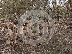 Feeding Kangaroos @ walkabout wildlife park, Australia photo