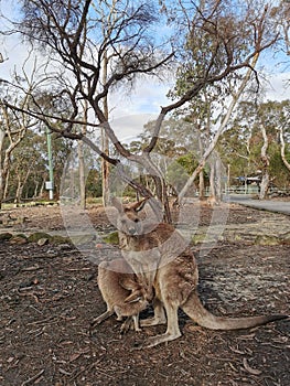 Feeding Kangaroos @ walkabout wildlife park, Australia photo