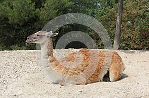 Wallaby in the wild park Natura Viva, Bussolengo, Italy photo