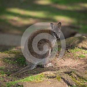 Wallaby wildlife Diprotodontia Macropoidae in sunlgiht in woodland with yound joey in pouch