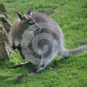 Wallaby wildlife Diprotodontia Macropoidae in sunlgiht in woodland with yound joey in pouch