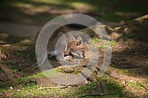 Wallaby wildlife Diprotodontia Macropoidae in sunlgiht in woodland with yound joey in pouch