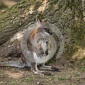 Wallaby wildlife Diprotodontia Macropoidae in sunlgiht in woodland with yound joey in pouch