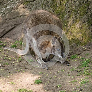 Wallaby wildlife Diprotodontia Macropoidae in sunlgiht in woodland with yound joey in pouch