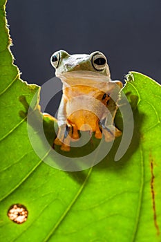 Wallace flying Frog appears from behind the leaf