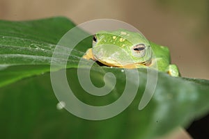 Wallace flying frog