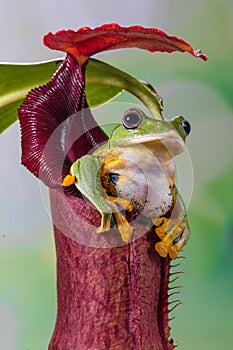 Wallace flying Frog at Nephentes flowers