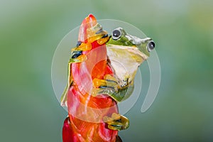Wallace flying Frog standing in Red flowers