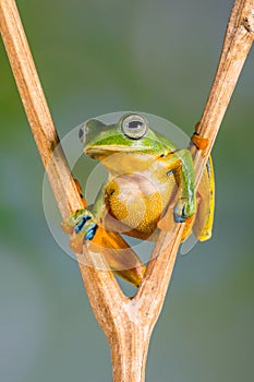 Wallace flying Frog standing at V shape branch