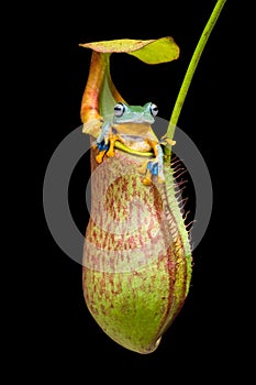 Wallace flying Frog staying at Nephentes flowers photo