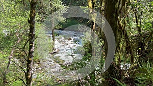 Wallace river flowing with the woods in the forefront