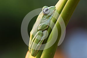 Wallace`s flying frog, Wallace`s flying frog on a branch