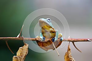 Wallace`s flying frog, Wallace`s flying frog on a branch