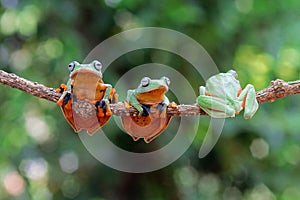 Wallace`s flying frog, Wallace`s flying frog on a branch