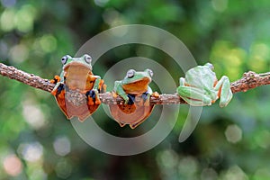 Wallace`s flying frog, Wallace`s flying frog on a branch photo