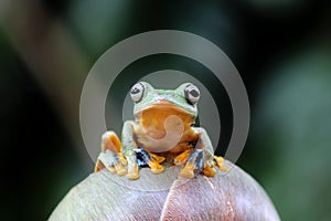 Wallace`s flying frog aloneness photo