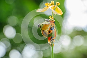 Wallace`s flying frog Flower Umbrella