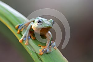 Wallace`s flying frog, Wallace`s flying frog on a branch