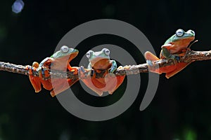 Wallace`s flying frog, Wallace`s flying frog on a branch