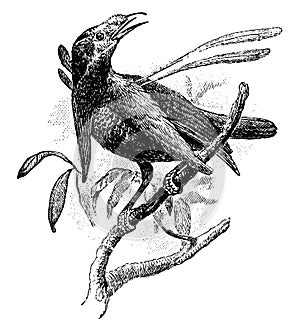 Wallace Standardwing, vintage illustration