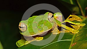 Wallaces tree frog