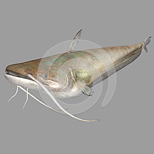 Wallago attu fish