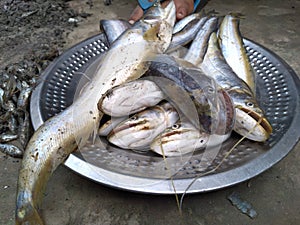 Catfish South Asian Boal Fishes Over Steel Plate