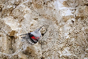 Wallcreeper jumping on a rock looking for beetles and other bugs