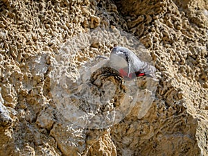 Wallcreeper jumping on a rock looking for beetles and other bugs