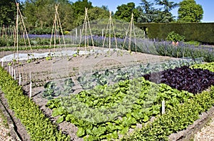 Walled kitchen garden photo