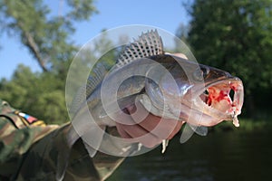 Walleye